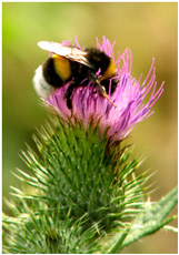 Hummel