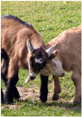 Junge Ziegen beim Spielen