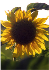 Sonnenblume