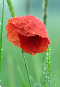 Mohn
