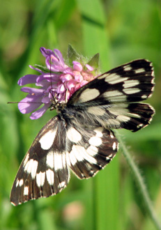 Schmetterling