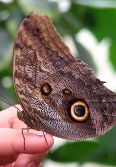 Schmetterling